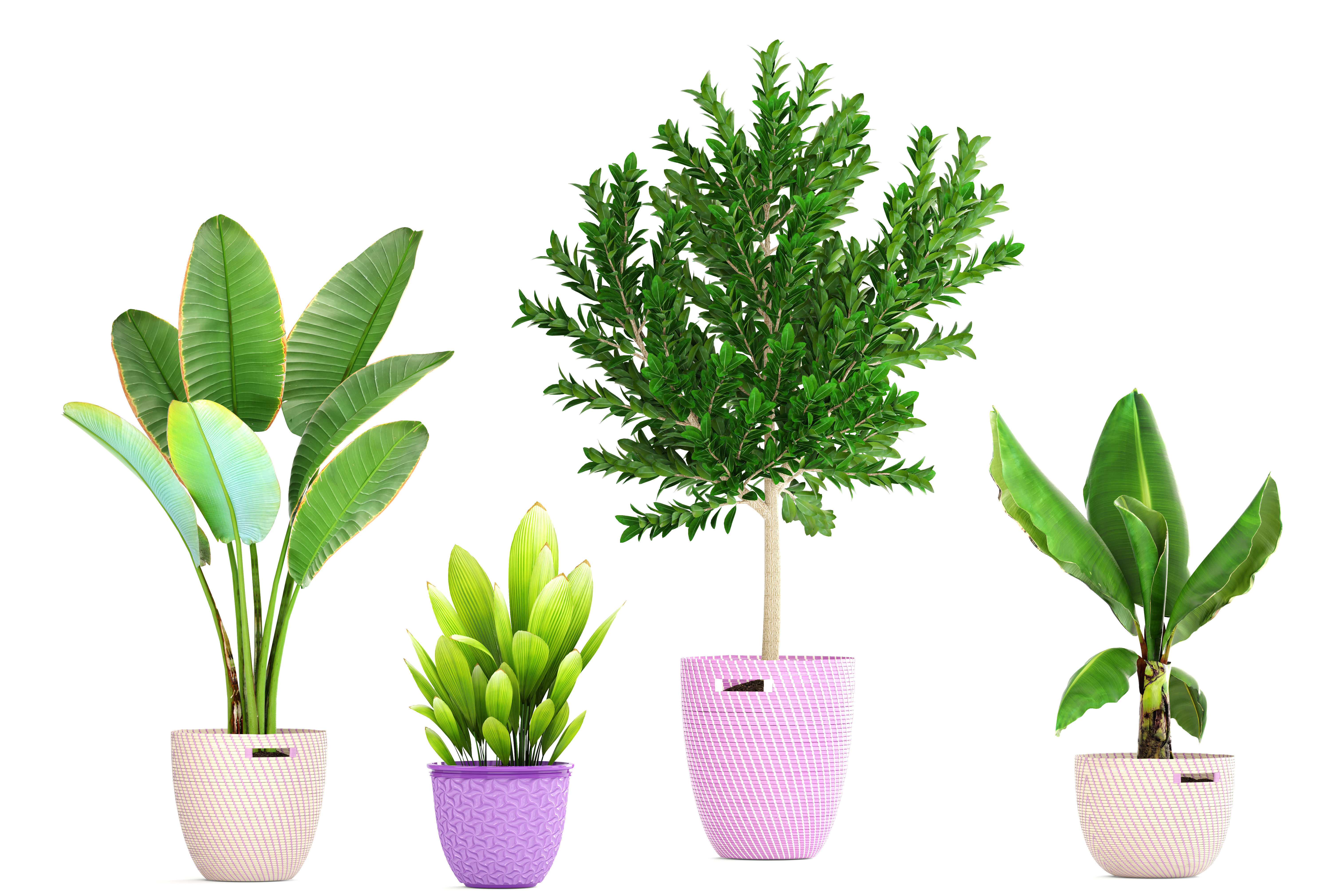 plant collection banana in basket 3D model_14