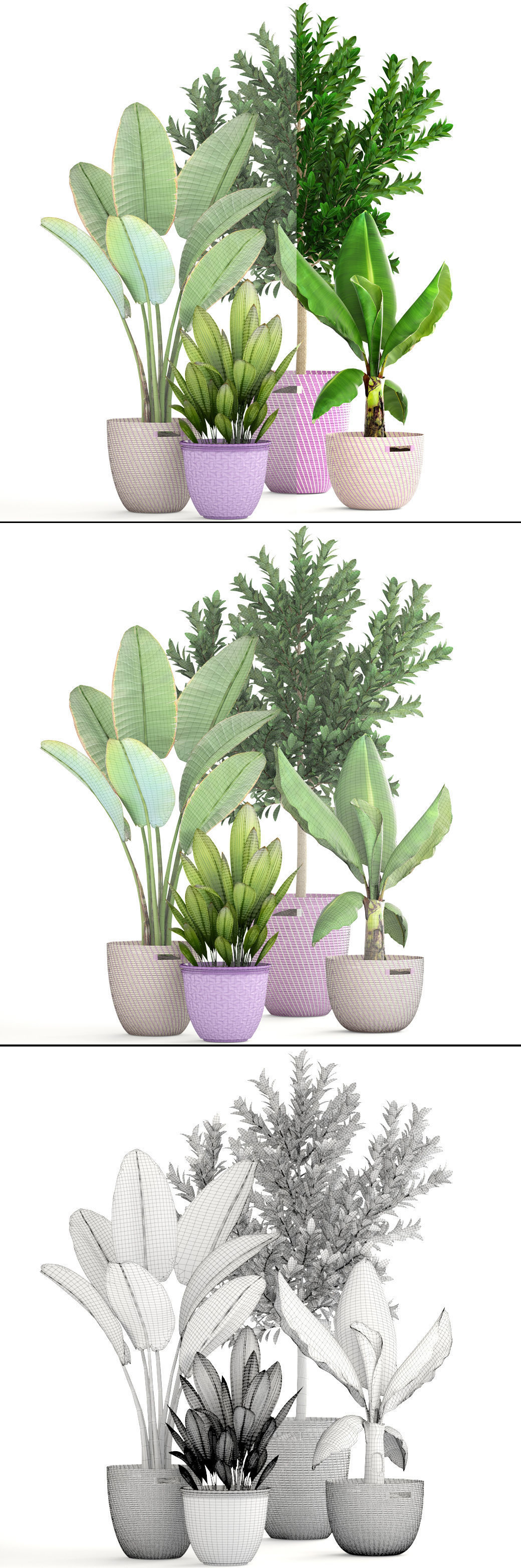 plant collection banana in basket 3D model_10