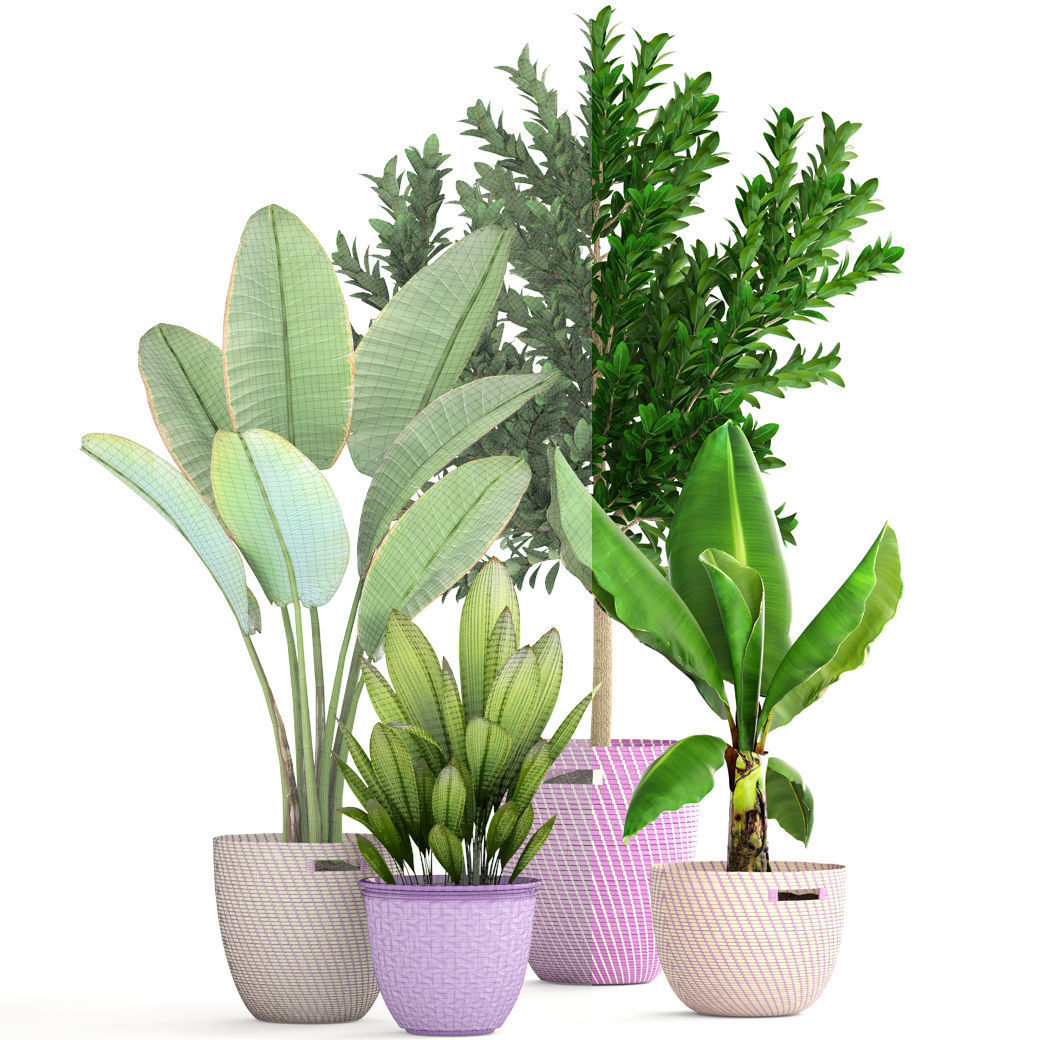 plant collection banana in basket 3D model_8