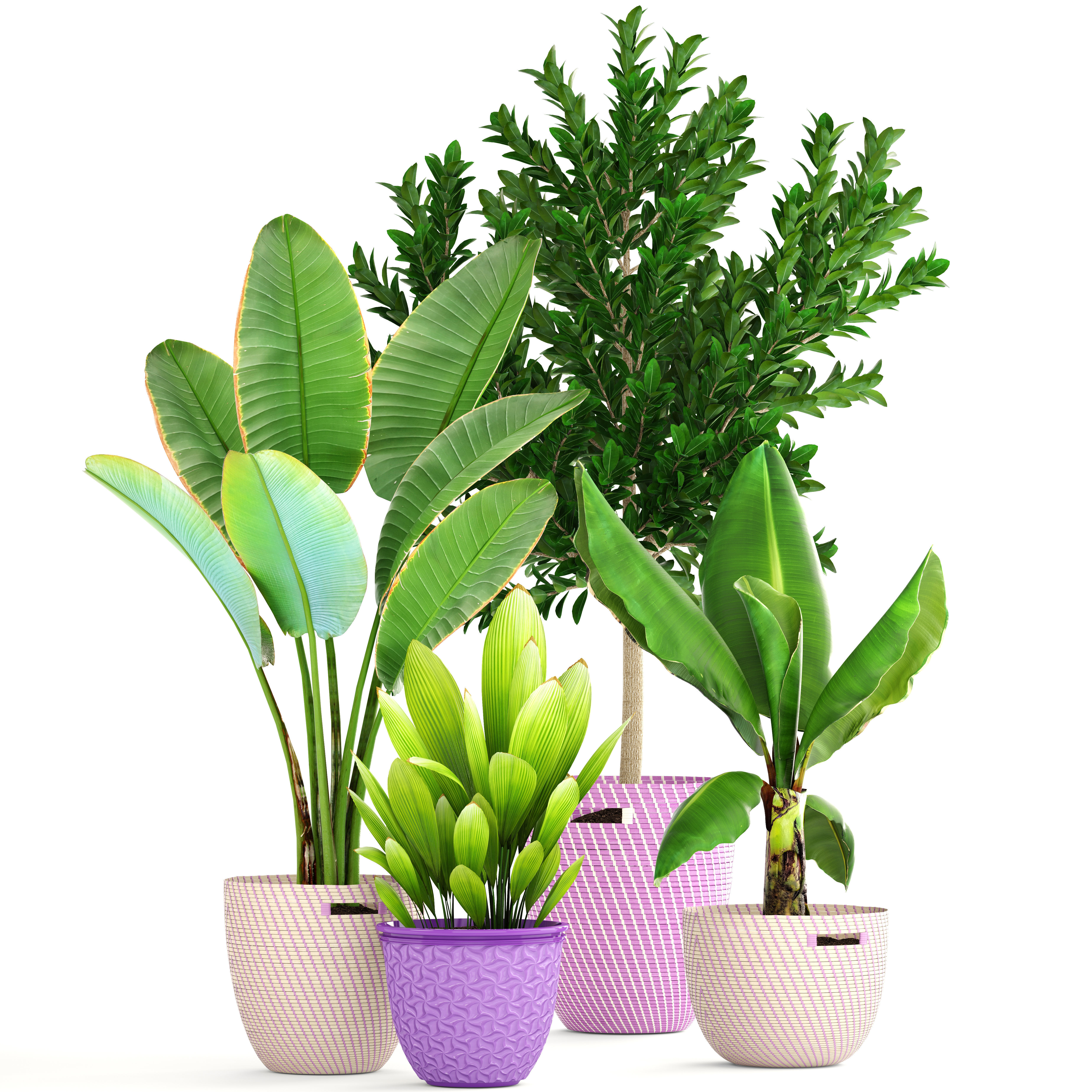 plant collection banana in basket 3D model_15