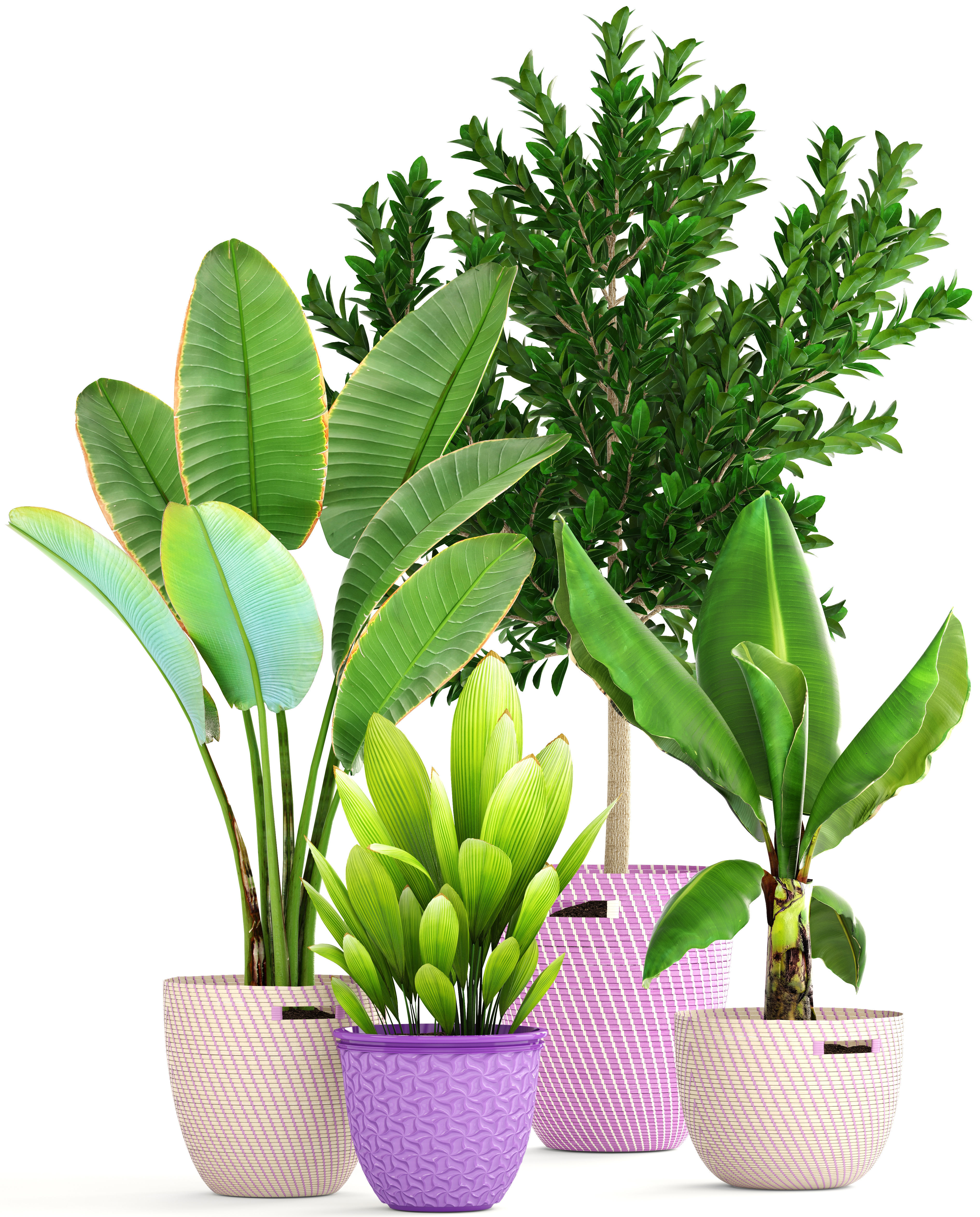 plant collection banana in basket 3D model_17