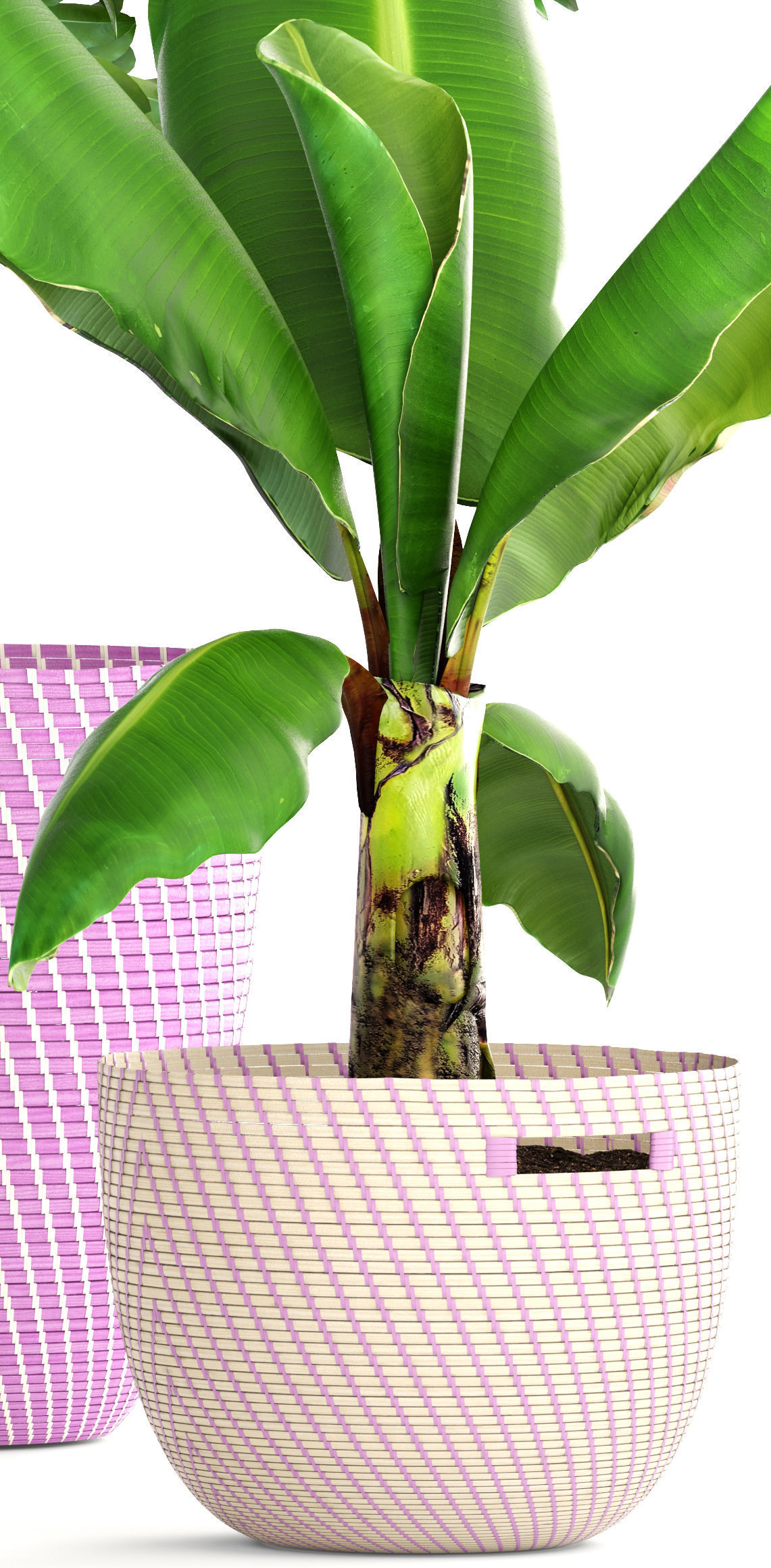 plant collection banana in basket 3D model_7