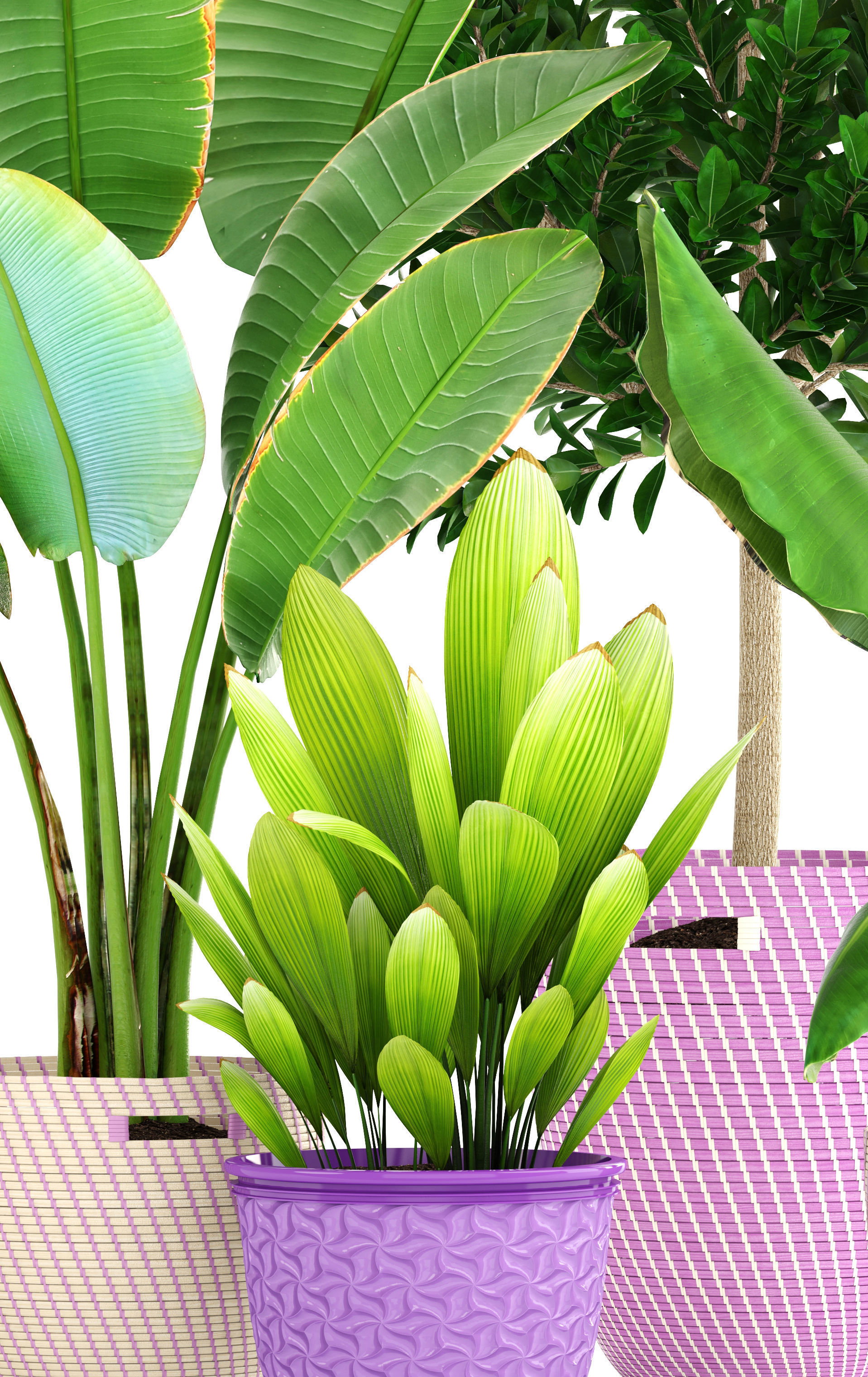 plant collection banana in basket 3D model_1