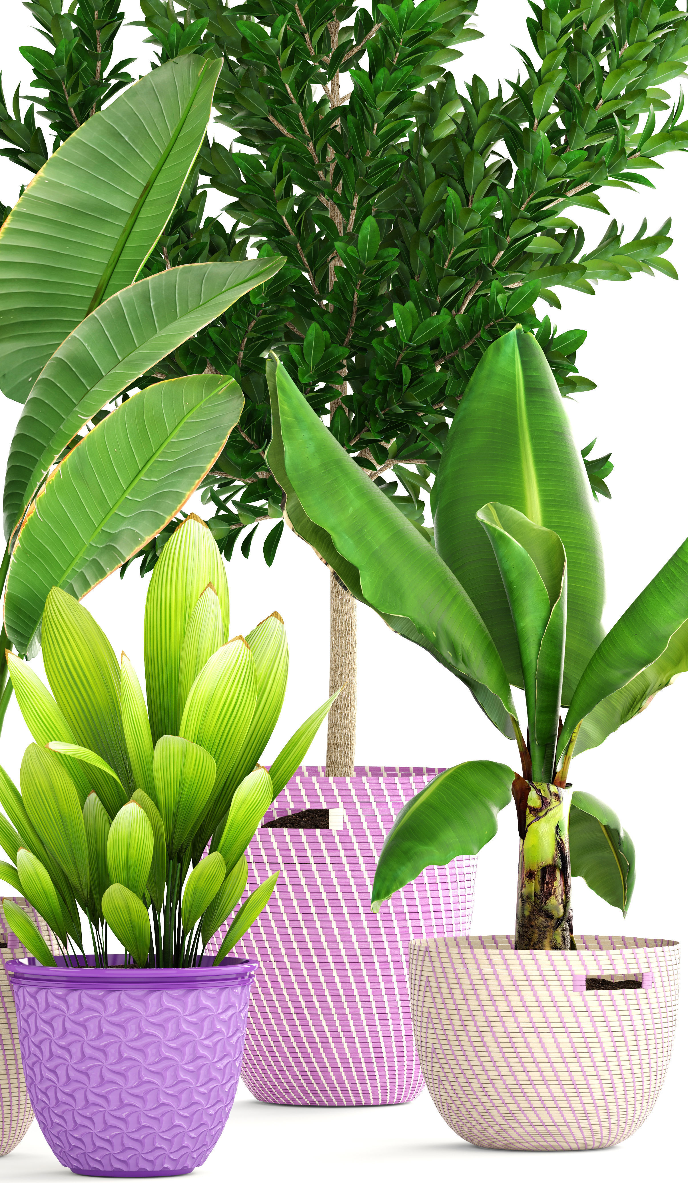 plant collection banana in basket 3D model_4