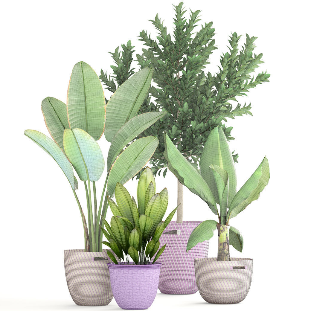 plant collection banana in basket 3D model_5