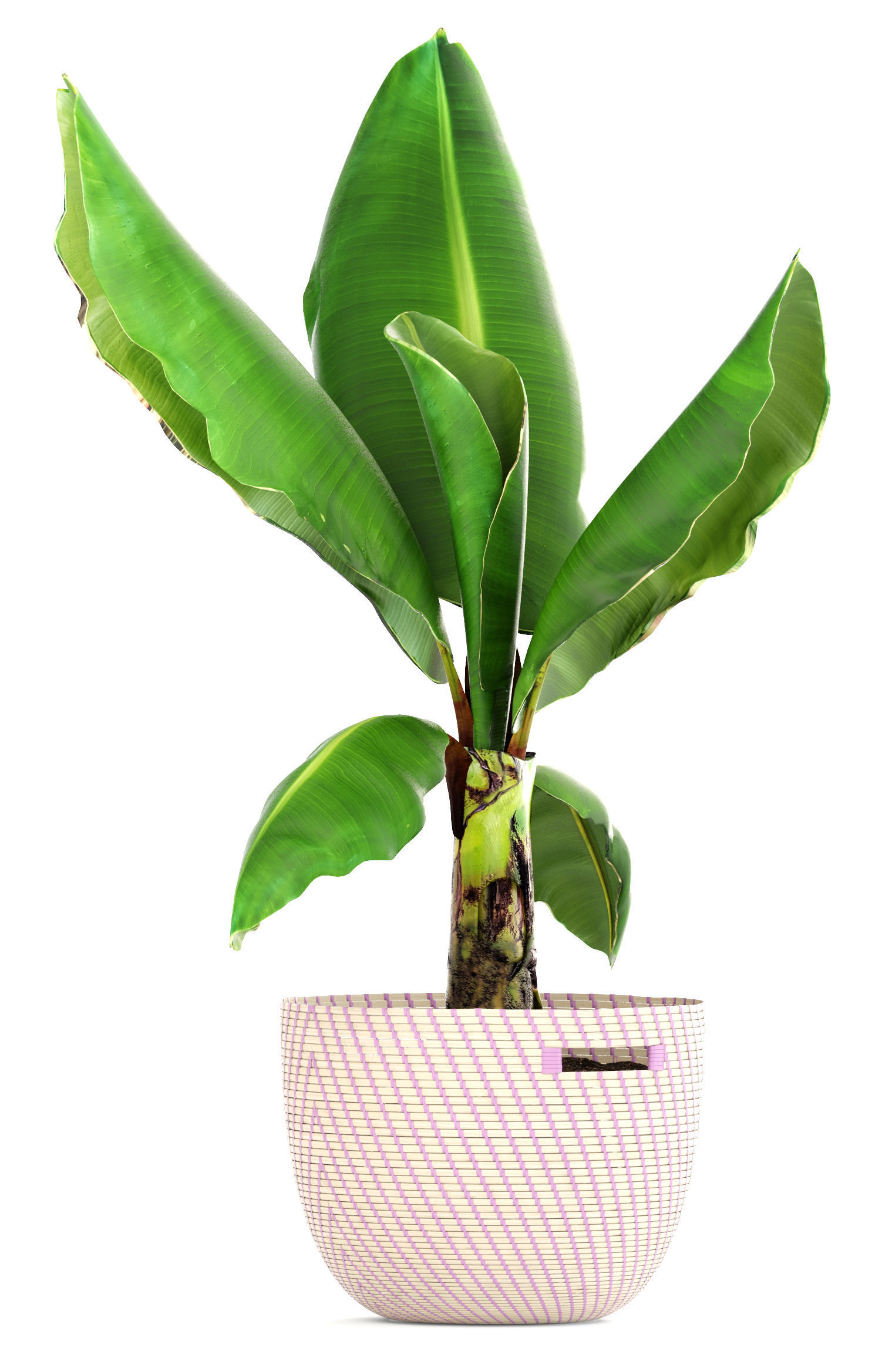 plant collection banana in basket 3D model_11