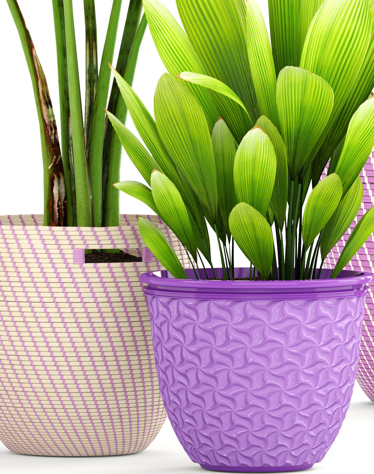 plant collection banana in basket 3D model_2