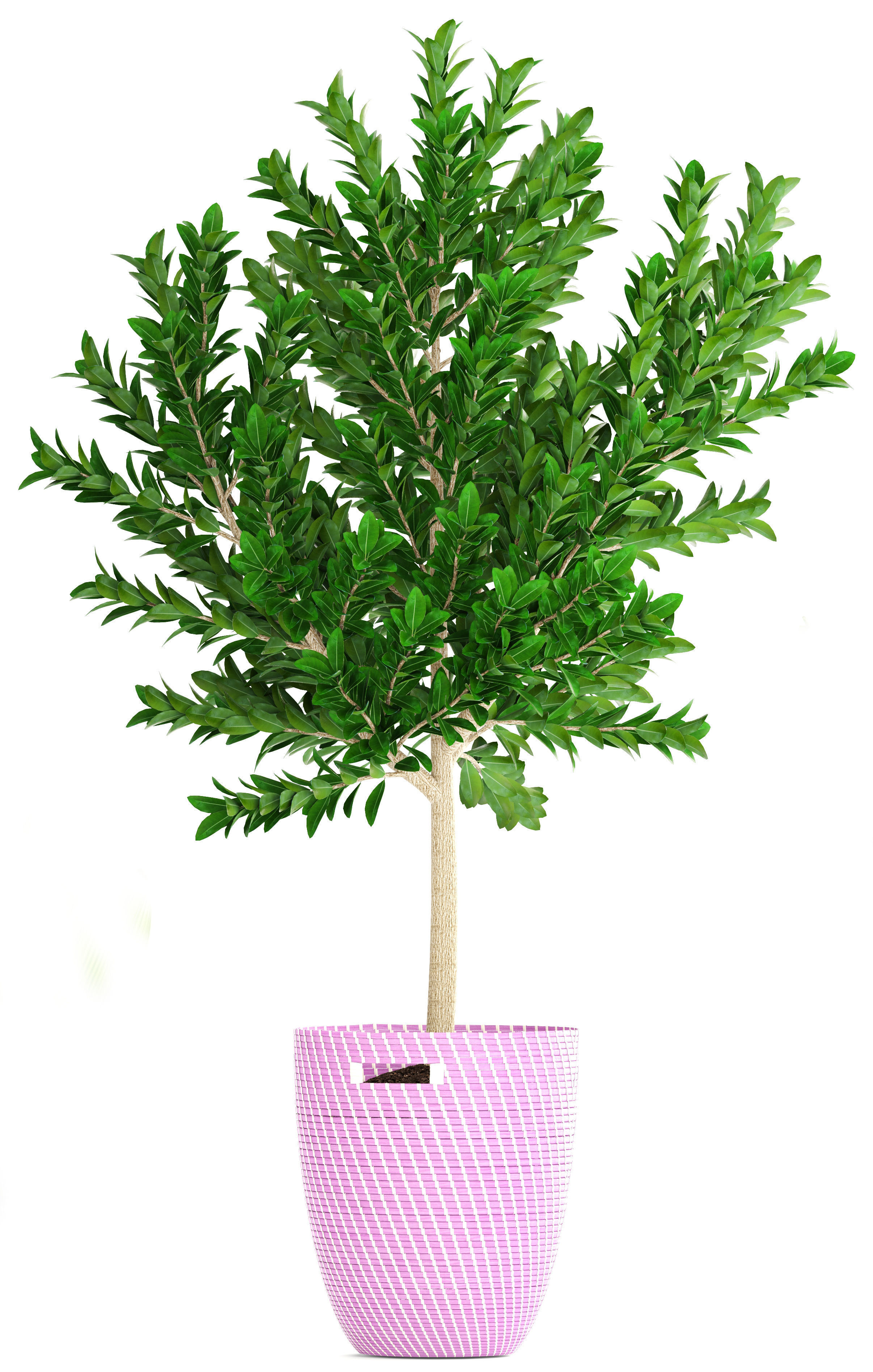 plant collection banana in basket 3D model_13