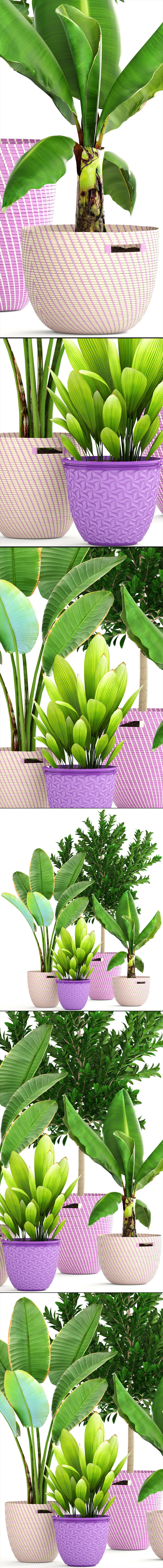 plant collection banana in basket 3D model_16