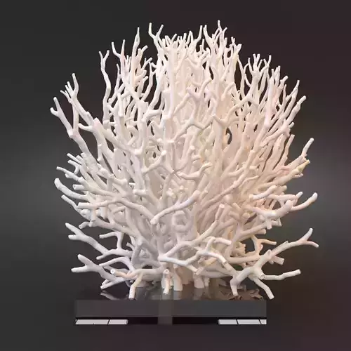 White Coral Specimen on Lucite Stand