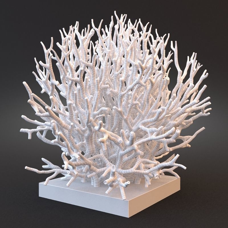 White Coral Specimen on Lucite Stand 3D model_5