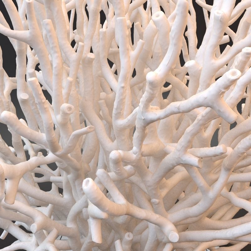 White Coral Specimen on Lucite Stand 3D model_6