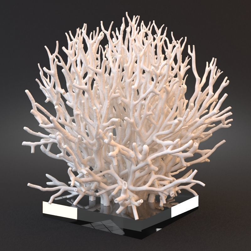 White Coral Specimen on Lucite Stand 3D model_1