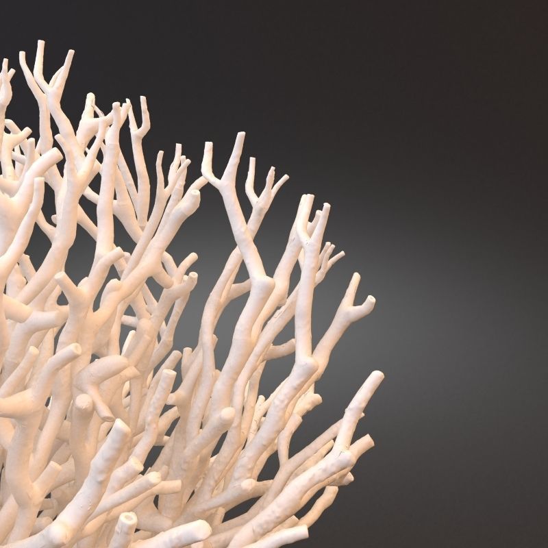 White Coral Specimen on Lucite Stand 3D model_9