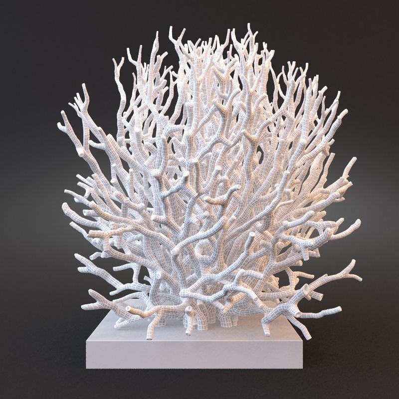 White Coral Specimen on Lucite Stand 3D model_2