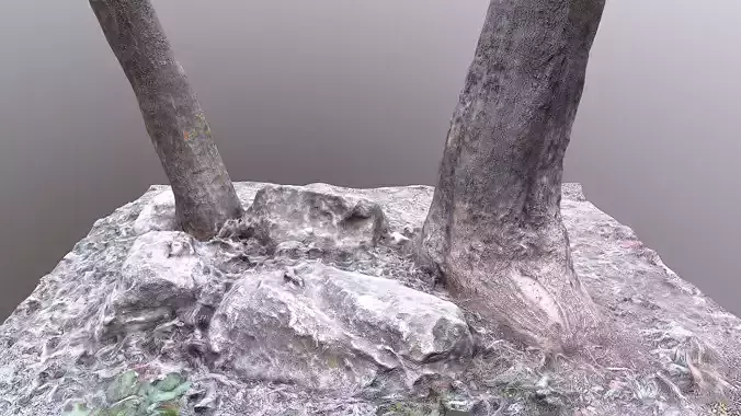 double tree on rocks 3d scanned Low-poly 3D model