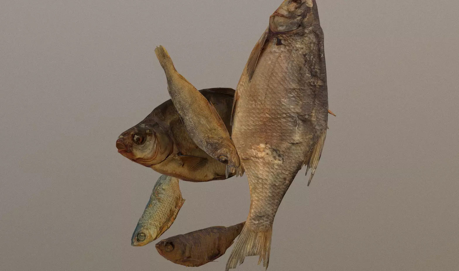 Scanned photorealistic dried fish Low-poly 3D model_0