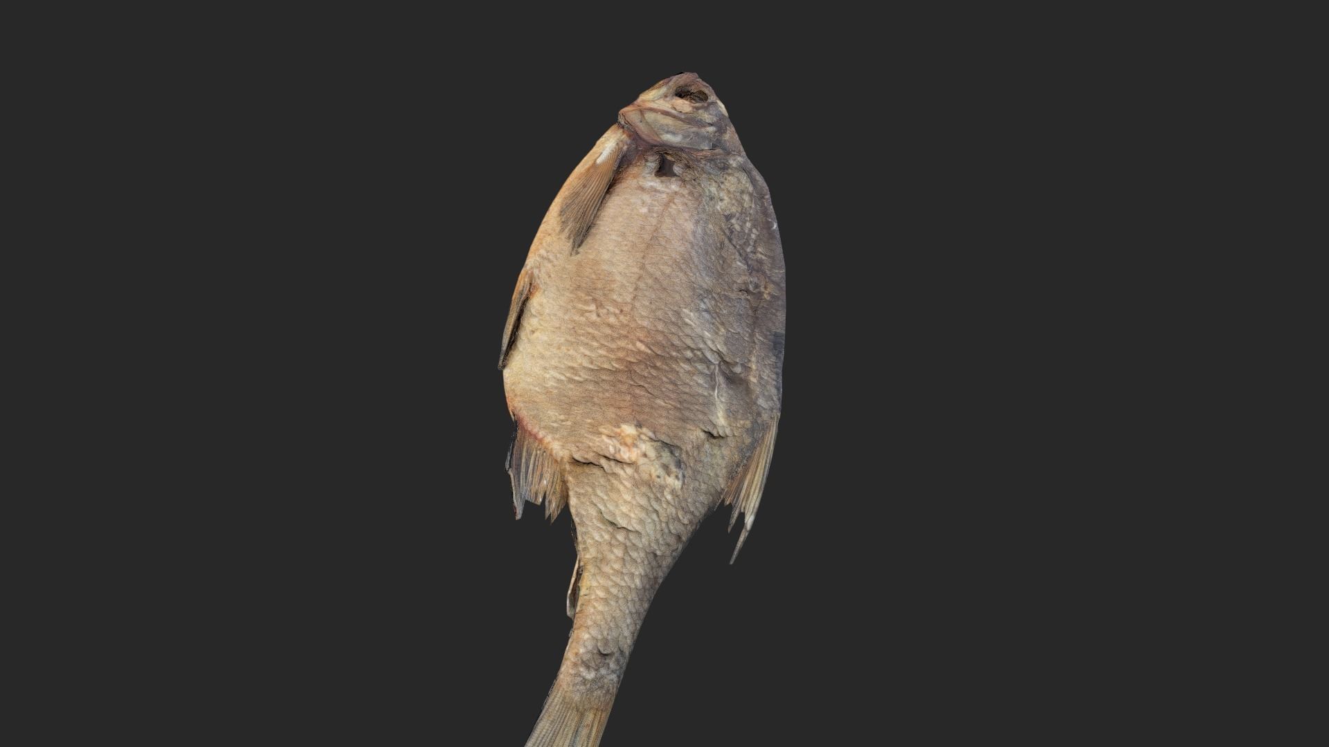 Scanned photorealistic dried fish Low-poly 3D model_22