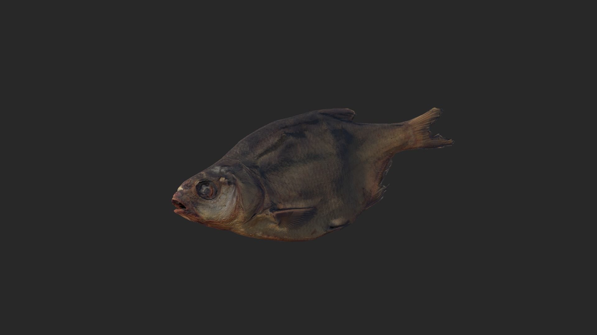 Scanned photorealistic dried fish Low-poly 3D model_12