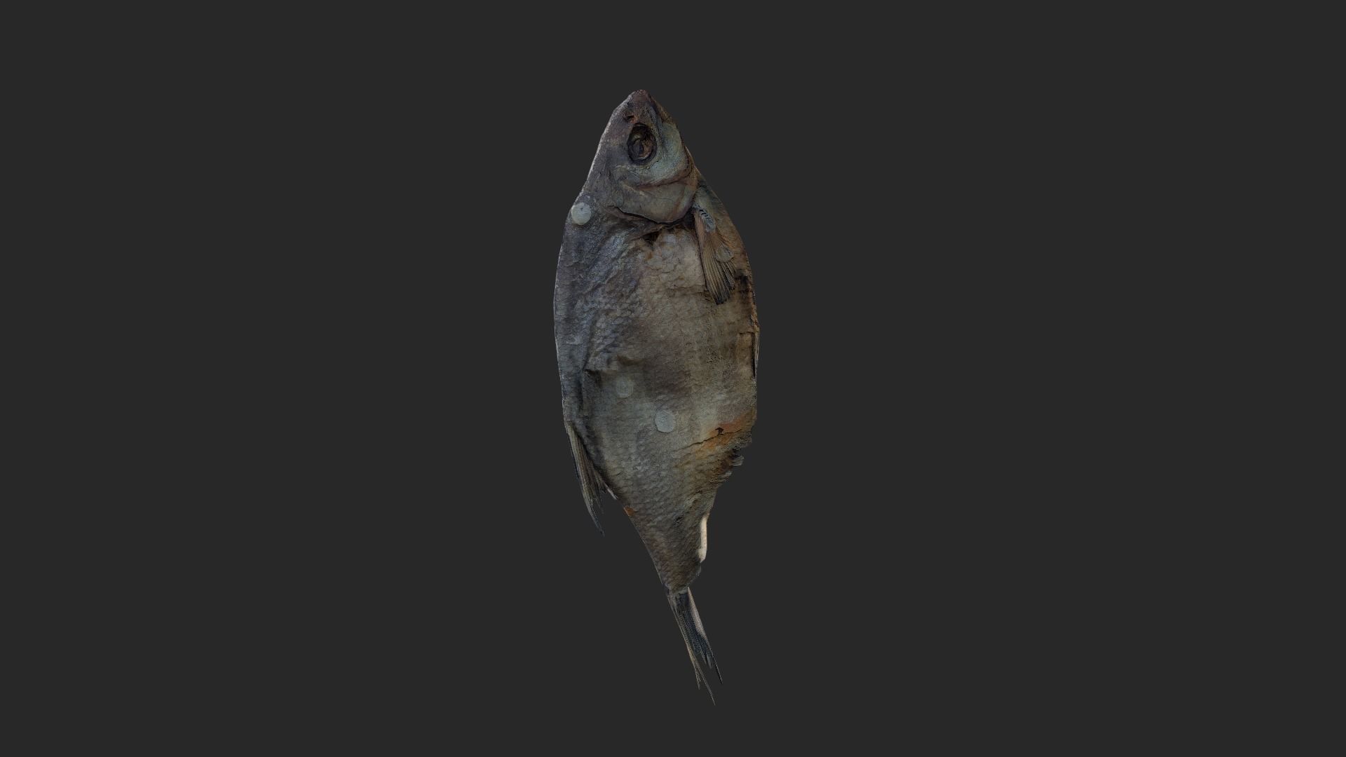 Scanned photorealistic dried fish Low-poly 3D model_17