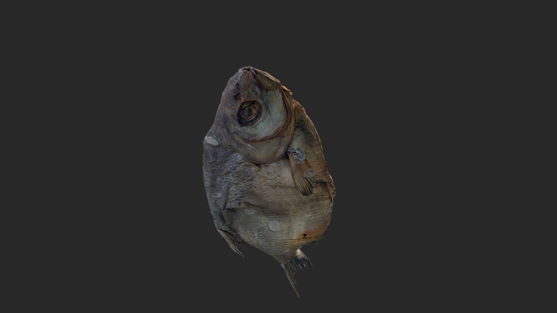 Scanned photorealistic dried fish Low-poly 3D model_21