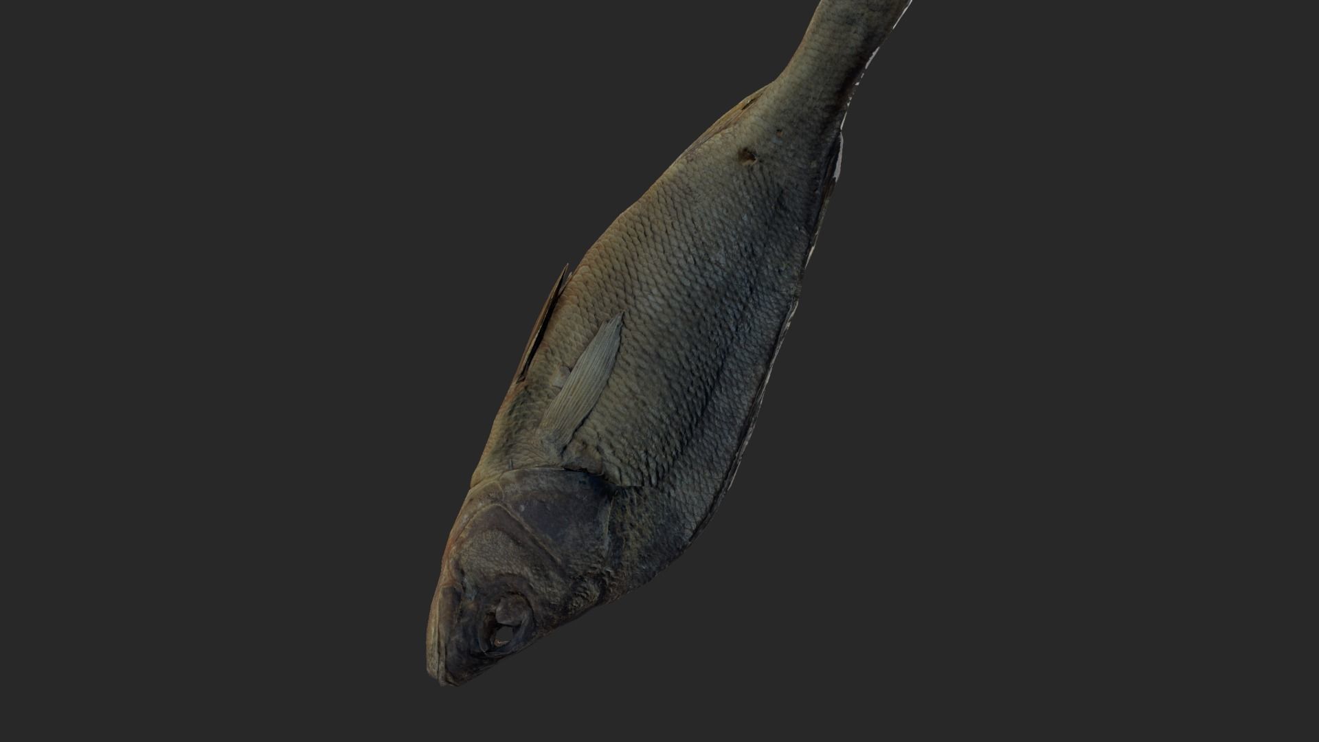 Scanned photorealistic dried fish Low-poly 3D model_9