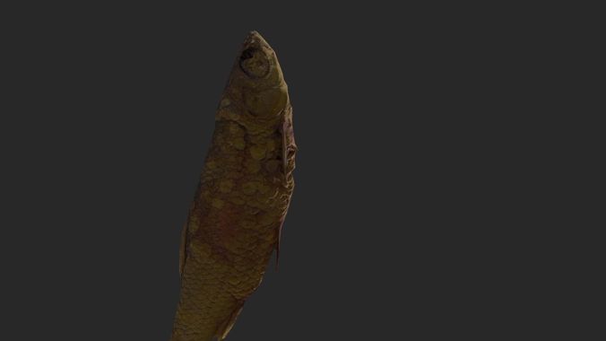 Scanned photorealistic dried fish Low-poly 3D model 7