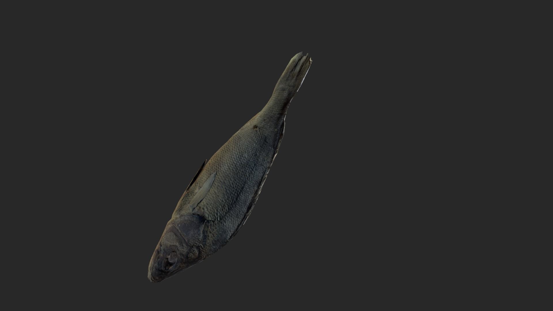 Scanned photorealistic dried fish Low-poly 3D model_7