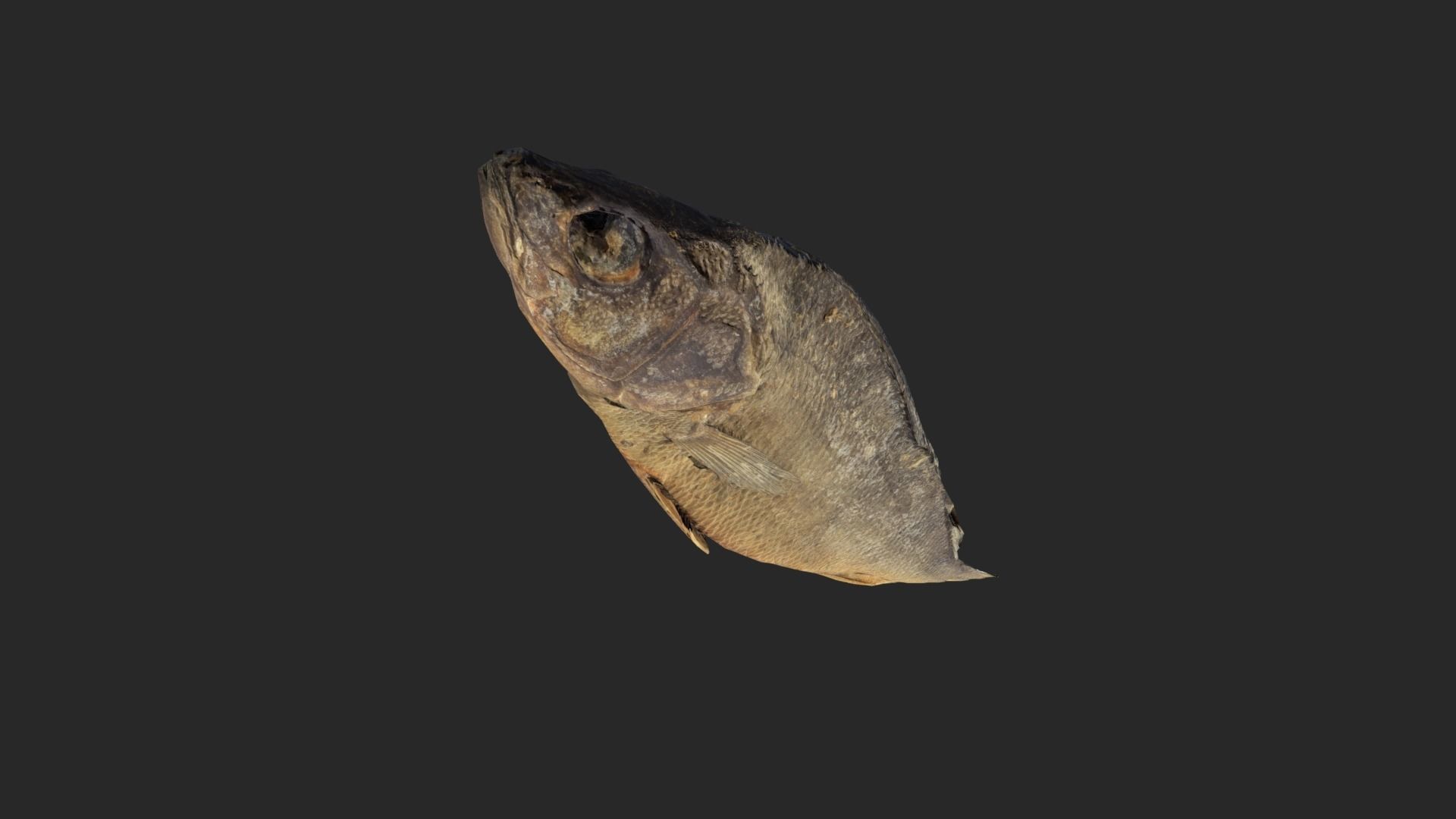 Scanned photorealistic dried fish Low-poly 3D model_11