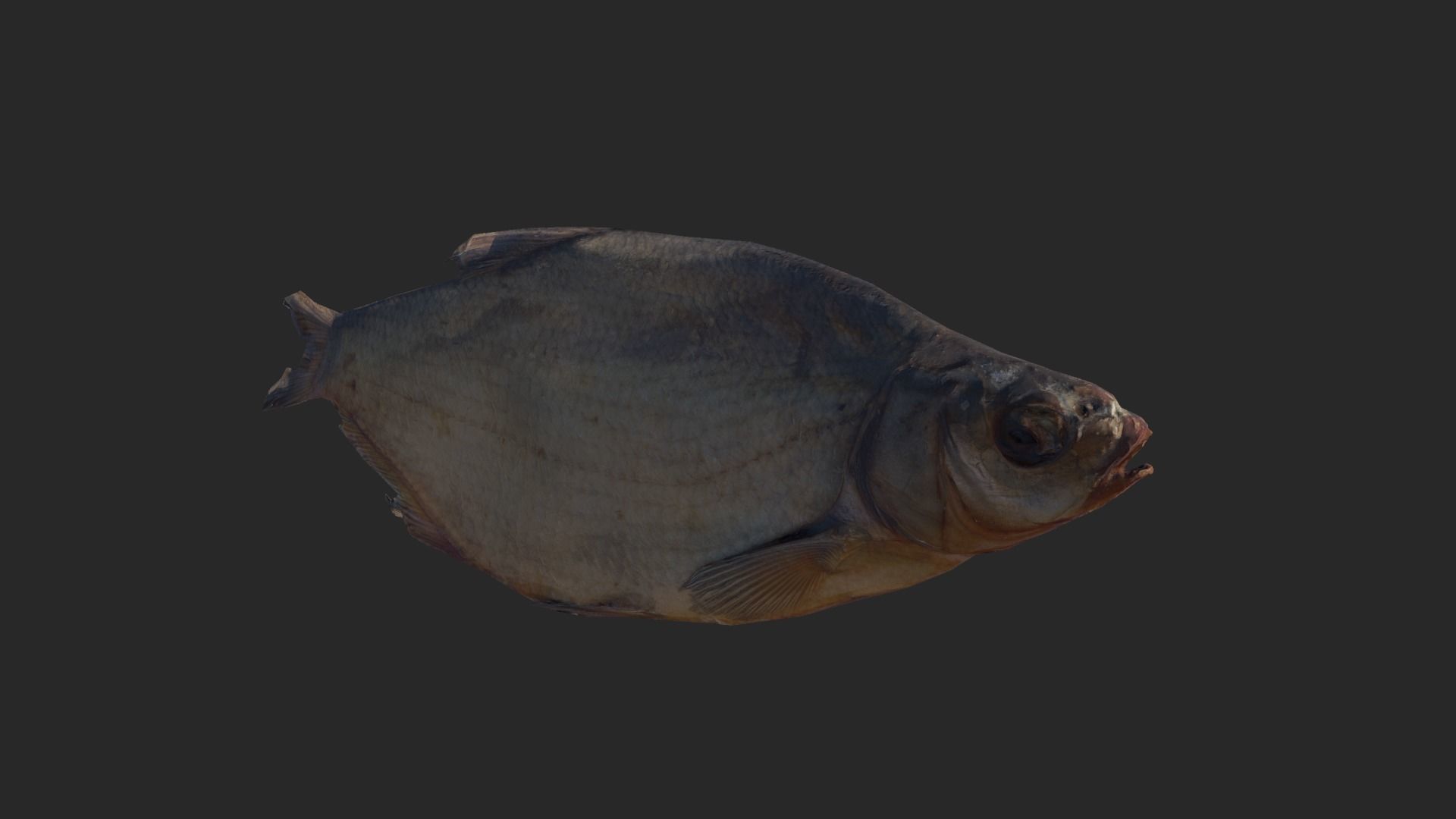 Scanned photorealistic dried fish Low-poly 3D model_13
