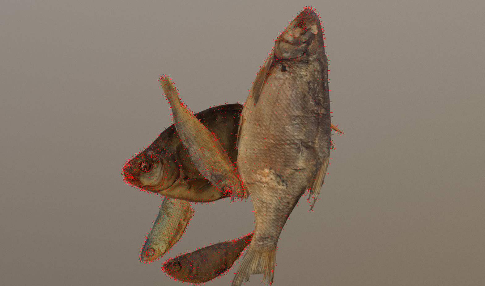 Scanned photorealistic dried fish Low-poly 3D model_31