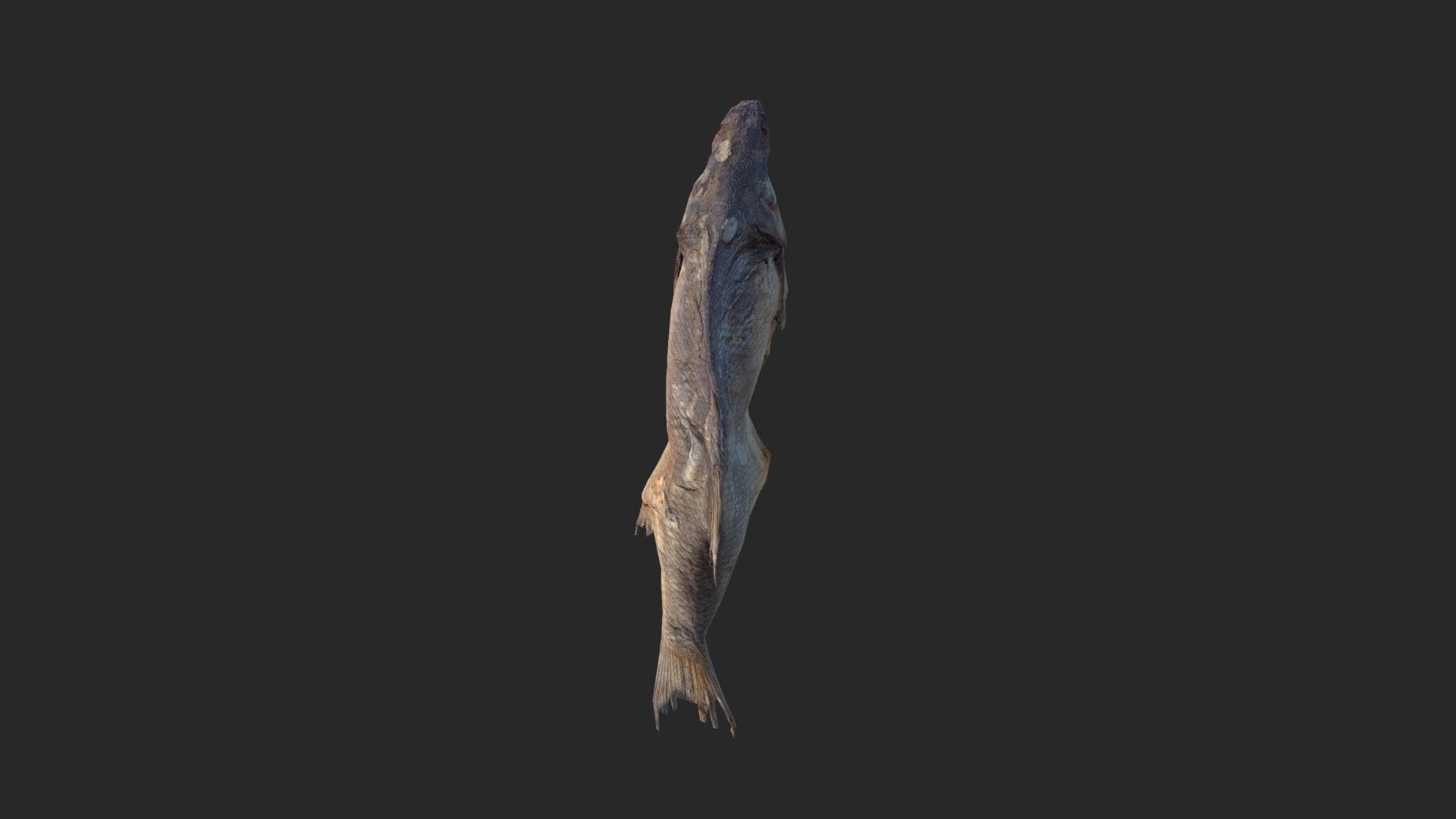 Scanned photorealistic dried fish Low-poly 3D model_16