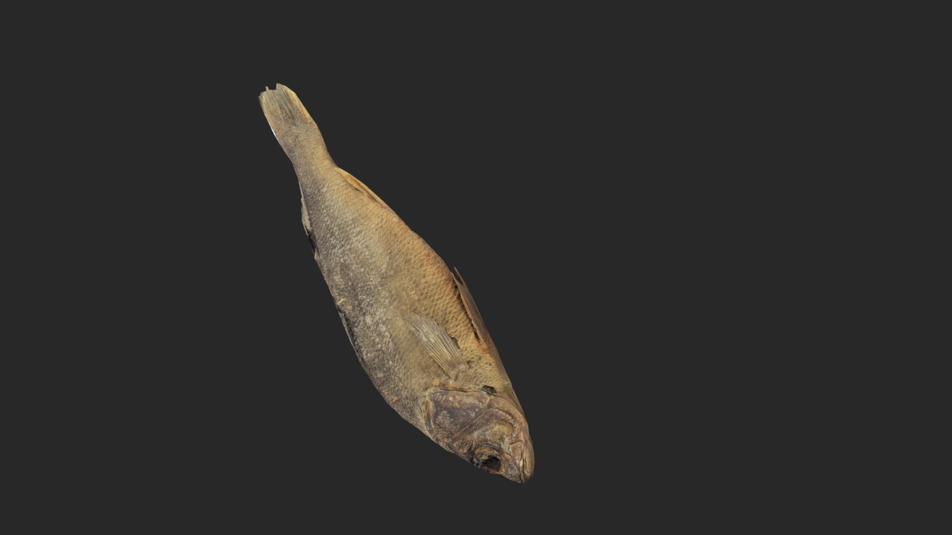 Scanned photorealistic dried fish Low-poly 3D model_8