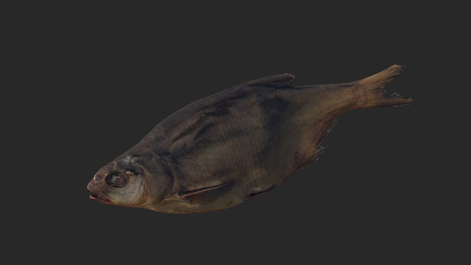 Scanned photorealistic dried fish Low-poly 3D model_14