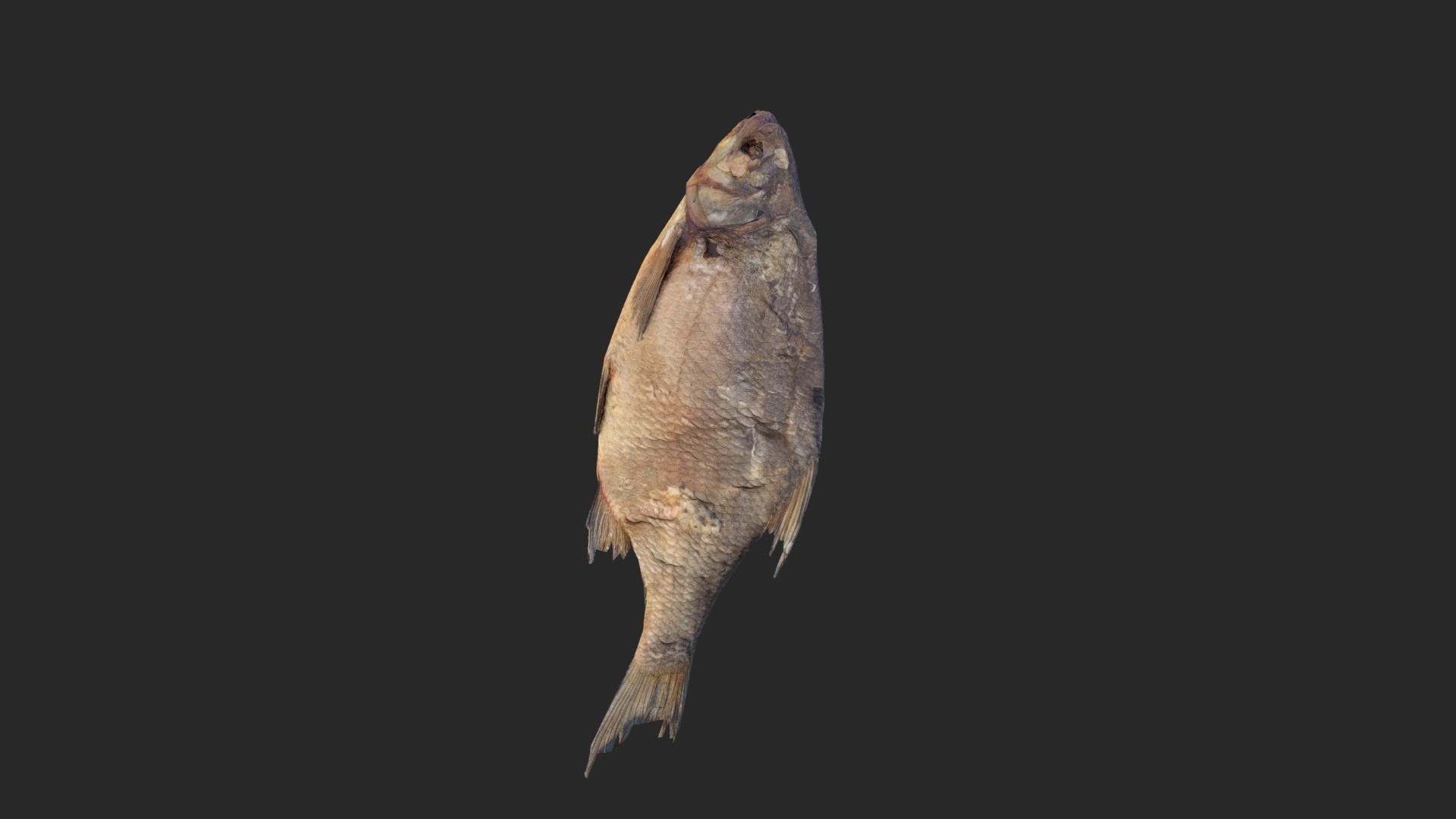 Scanned photorealistic dried fish Low-poly 3D model_15
