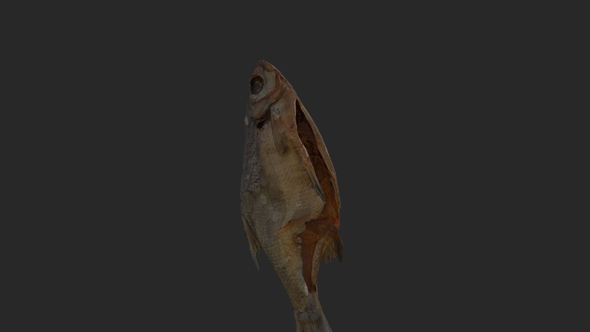 Scanned photorealistic dried fish Low-poly 3D model_24