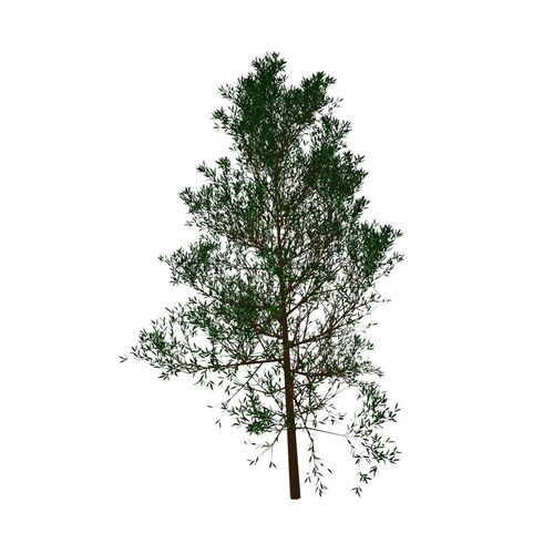 Tree wild and unkempt 3D model