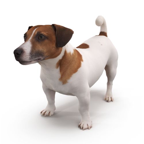 Jack Russell Low-poly 3D model
