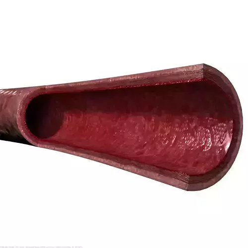 Layers vena 3D model
