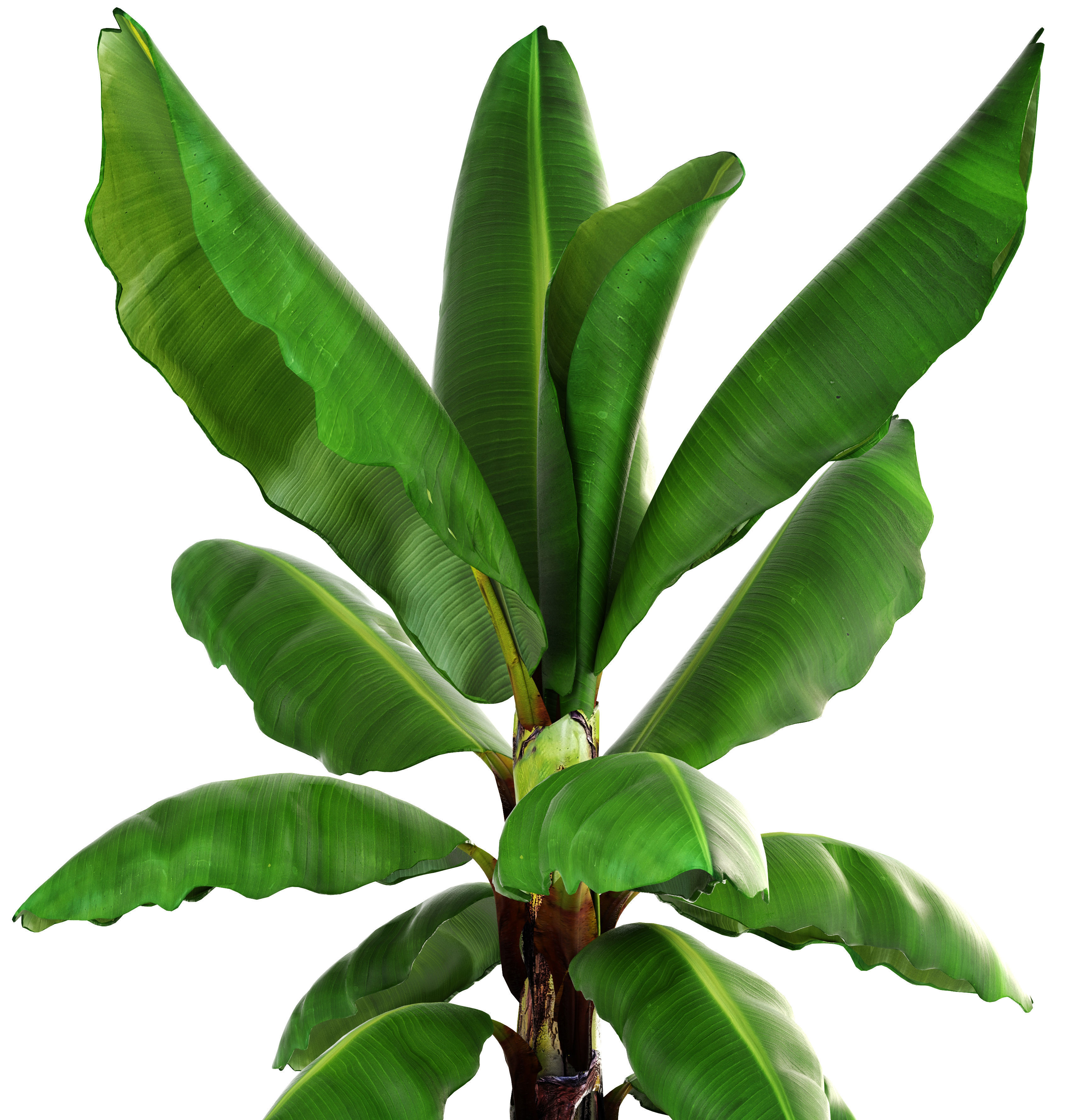 Banana palm 3D model_4