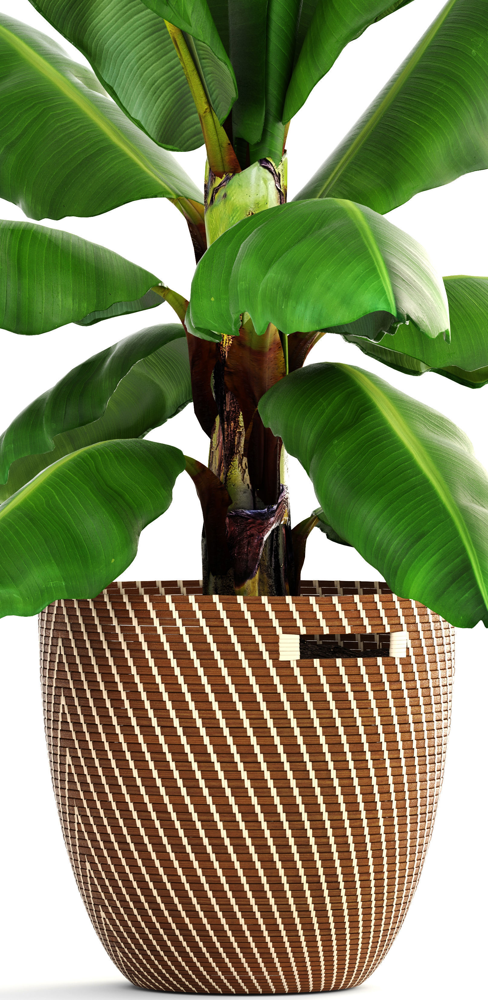 Banana palm 3D model_5