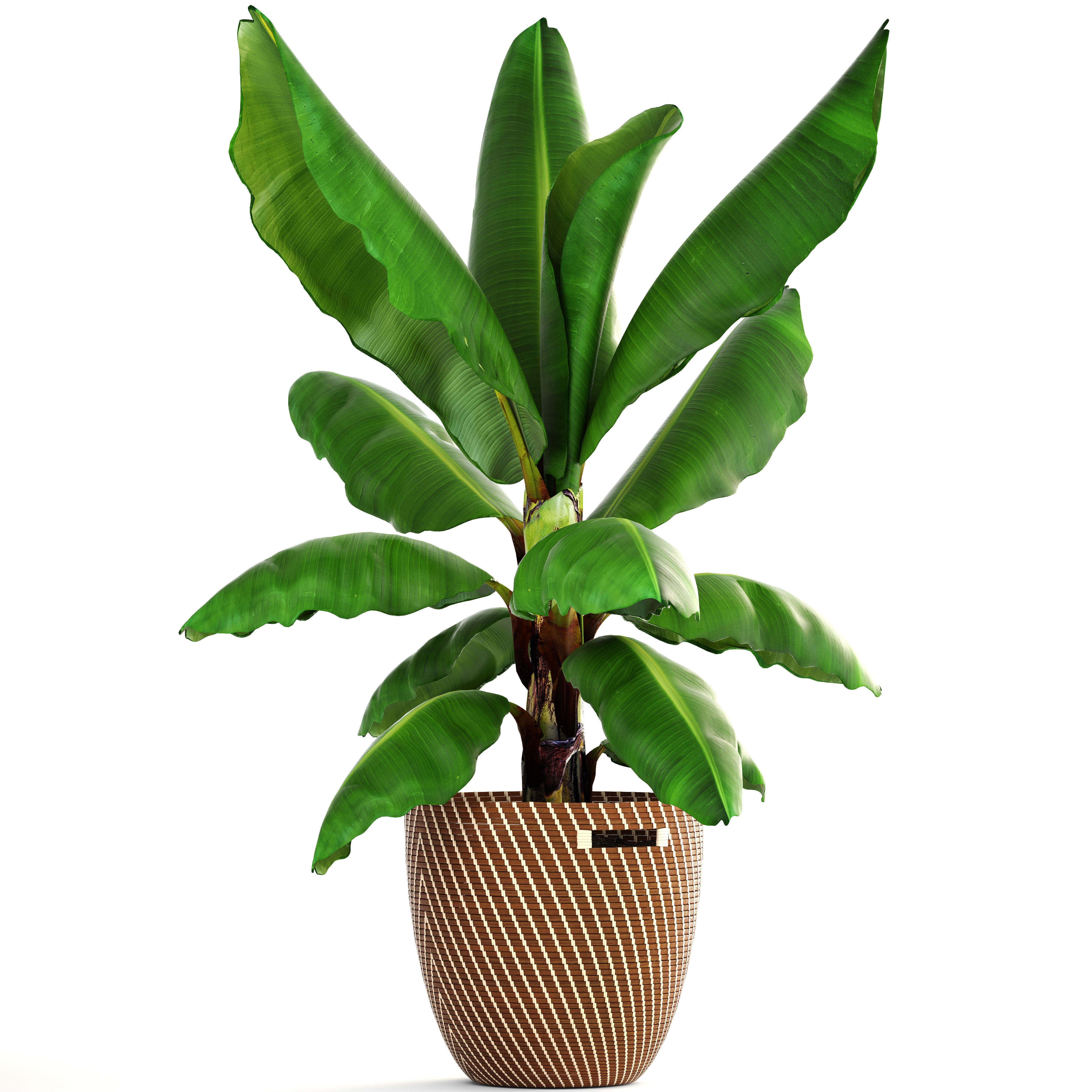 Banana palm 3D model_10