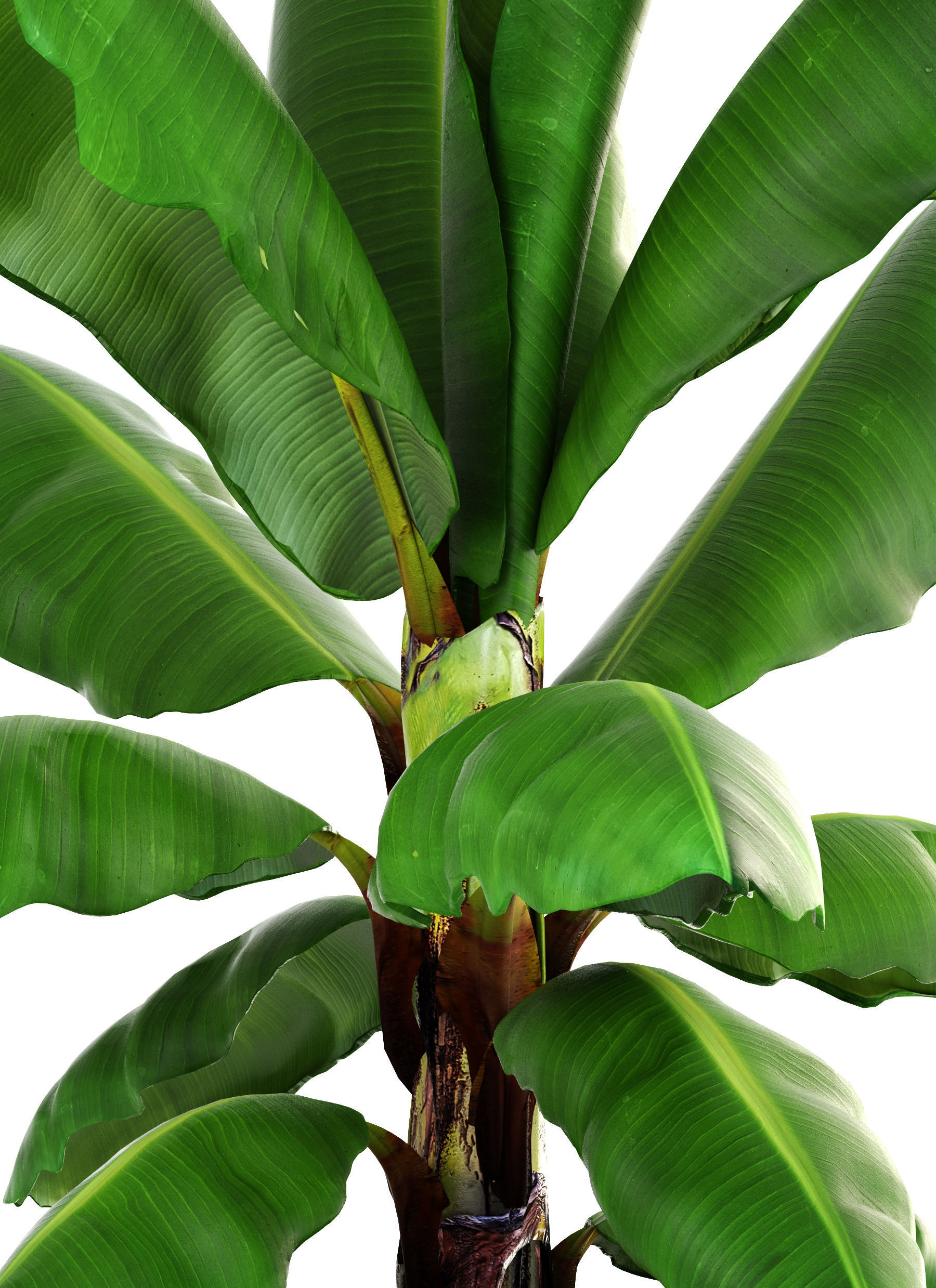 Banana palm 3D model_3