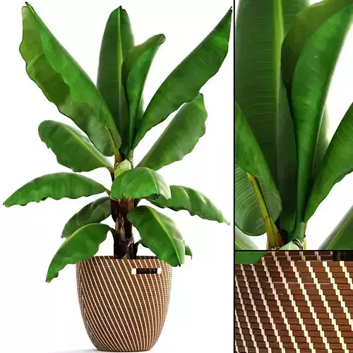 Banana palm 3D model