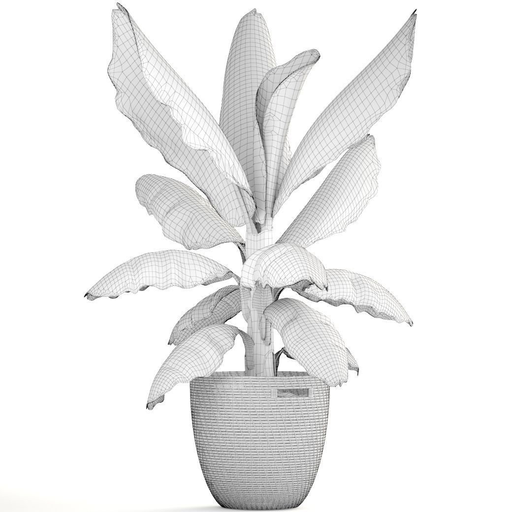 Banana palm 3D model_7