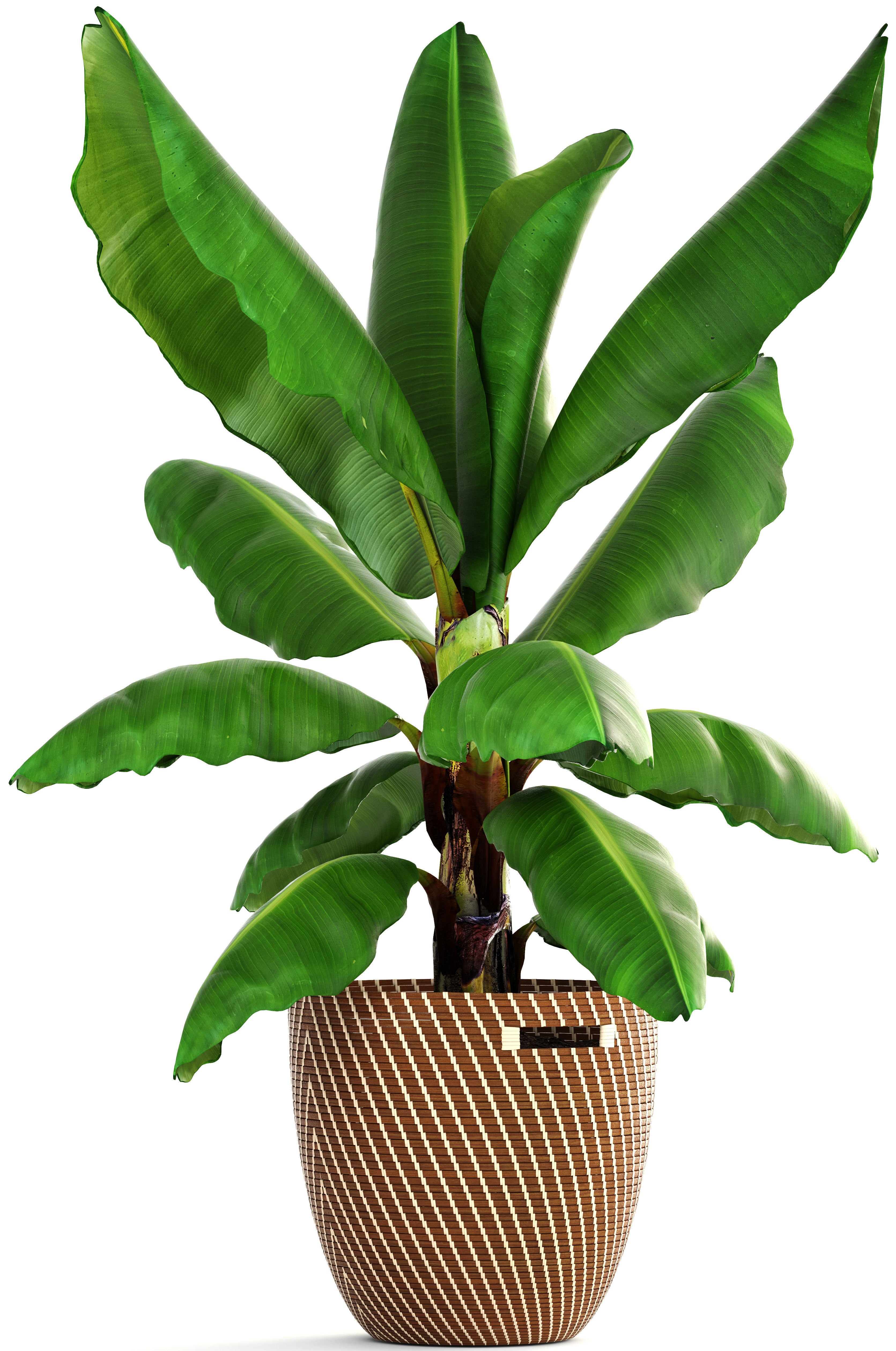 Banana palm 3D model_1