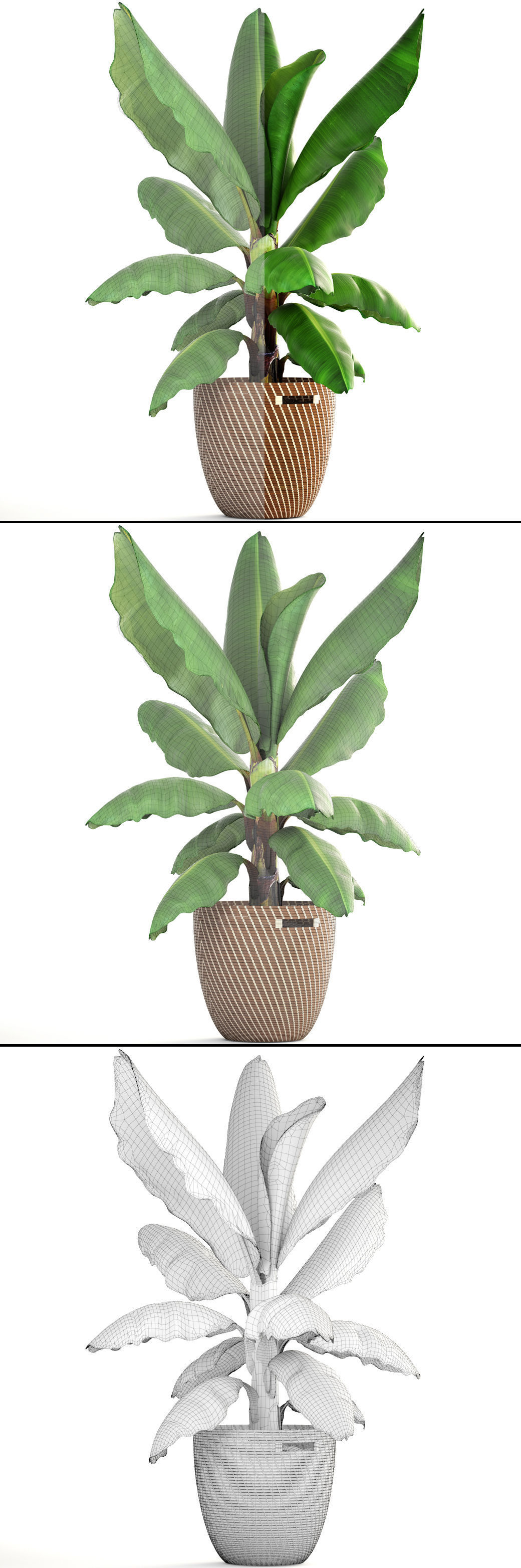 Banana palm 3D model_9