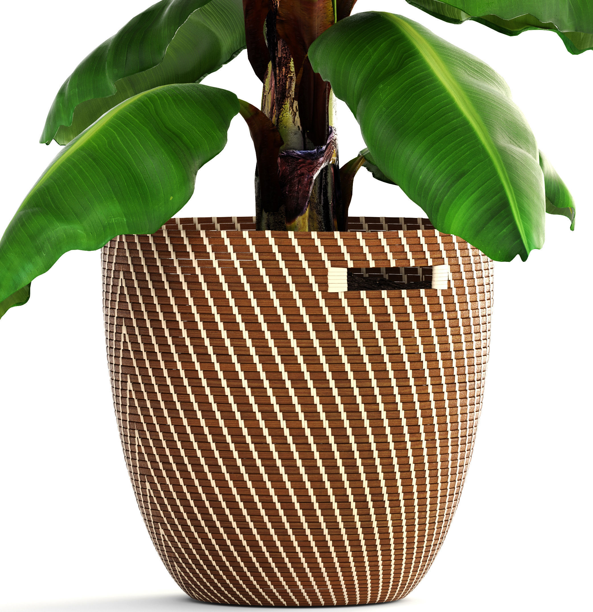 Banana palm 3D model_2