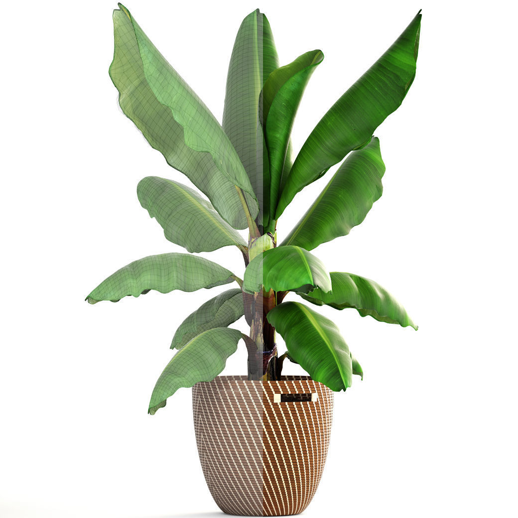 Banana palm 3D model_6
