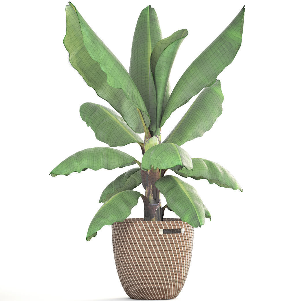 Banana palm 3D model_8